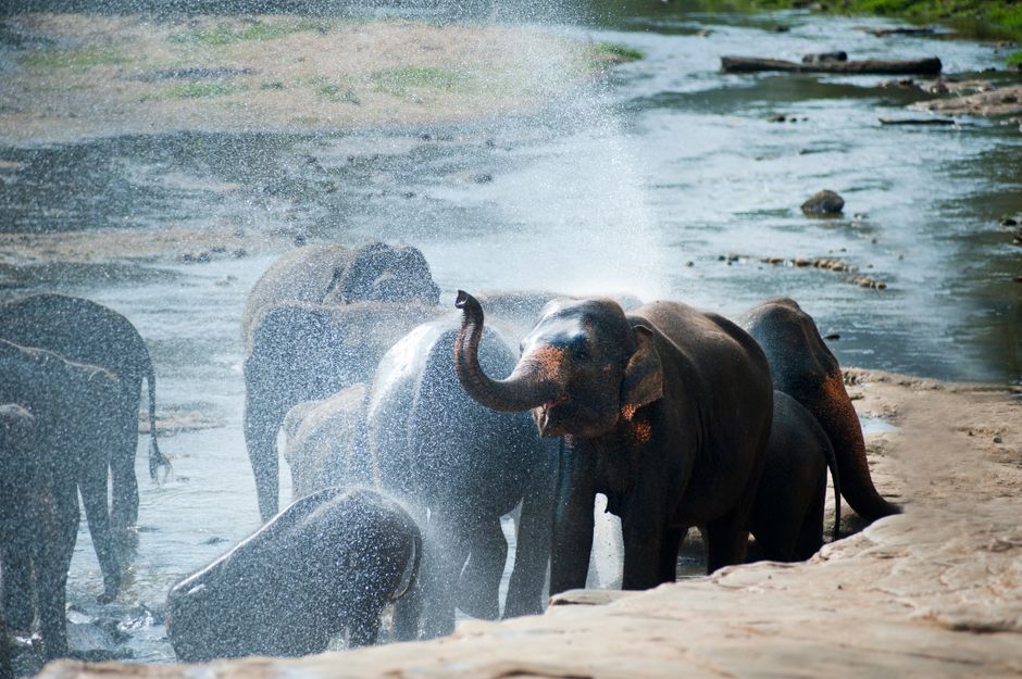 Pinnawala Elephant Orphanage