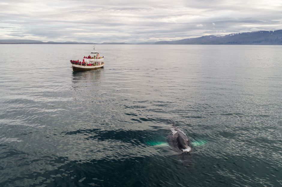 Mirissa Whale Watching