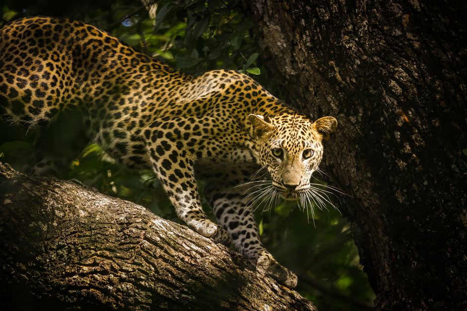 Yala Leopard Safari