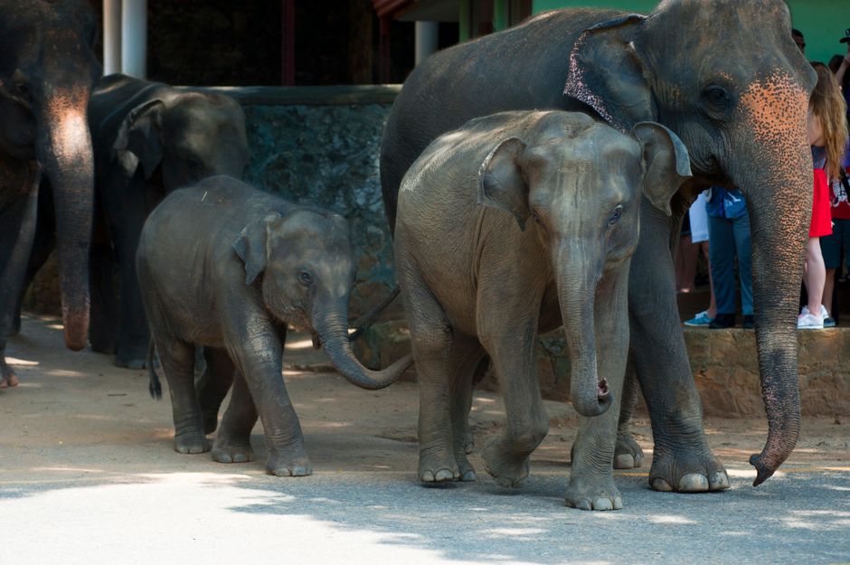Udawalawe Elephant Safari